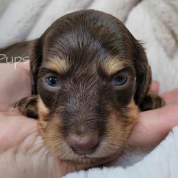 AKC Hazelnut - Chocolate and tan female Dachshund puppy in Texarkana, Arkansas from Pasta Pups Miniature Dachshunds