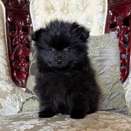 Annabelle - Black female Pomeranian puppy in San Jacinto, California from Savvypomeranians