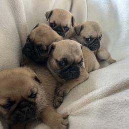Fawn boy 3 - Fawn male Pug puppy in Norborne, Missouri from Pug Palace