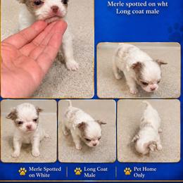 Thud - Merle male Chihuahua puppy in Parkland, Washington from Best pets