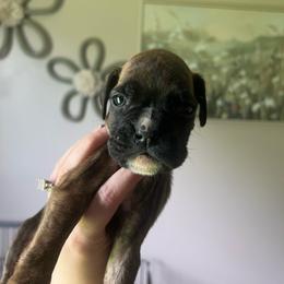 Xena - Brindle female Boxer puppy in Henderson, Tennessee from Vom Broadvalley