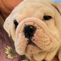 Bulldog puppies from Moffitt Bulldogs