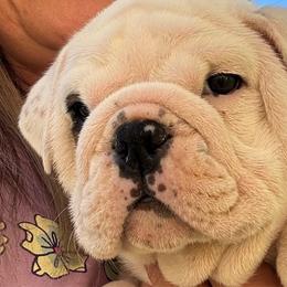 Bulldog puppies from Moffitt Bulldogs