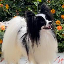 Papillon puppies from Inspire Papillon