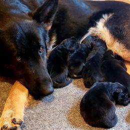 German Shepherd Puppies from Twisted D's Dog and Pony Show