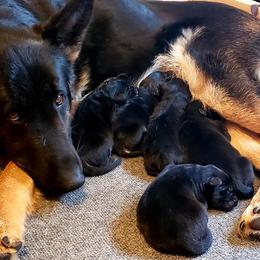 German Shepherd Puppies from Twisted D's Dog and Pony Show