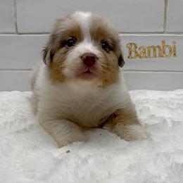 Bambi - Red merle female Australian Shepherd puppy in Zephyrhills, Florida from Highland Shelties & Aussies