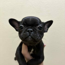 Elvira - Black female French Bulldog puppy in Cabool, Missouri from Shannon French Bulldogs