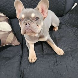 Nova - Tricolors French Bulldog puppy in Rialto, California from RPA