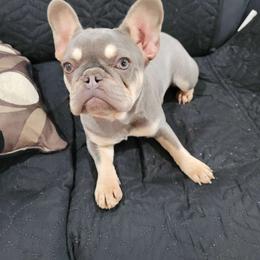Nova - Tricolors French Bulldog puppy in Rialto, California from RPA