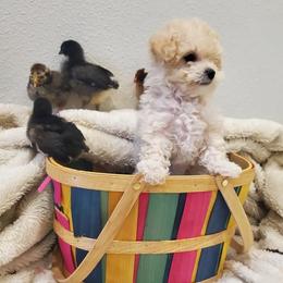 Poodle Puppies from Caboodles Of Poodles