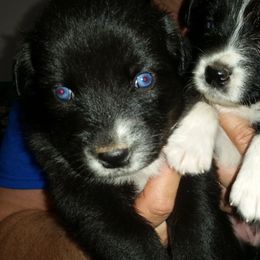 Australian Shepherd Puppies from Sassy Australian Shepherds