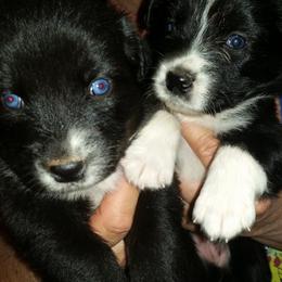 Australian Shepherd Puppies from Sassy Australian Shepherds