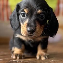 Rio - Black and tan male Dachshund puppy in Pflugerville, Texas from Dream A Dream Dachshunds