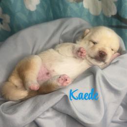 Kaede - Cream male Shiba Inu puppy in Inverness, Florida from Shore Thing Shiba’s