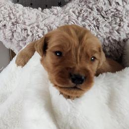 Brown collar - Dark golden male Golden Retriever puppy in Boulder, Montana from Sharee's Golden Retrievers