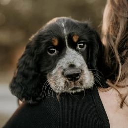 English Springer Spaniel Puppies from Ocoee Mountain Springers