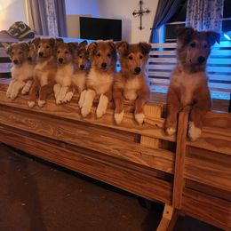 Collie Puppies from Critter cottage