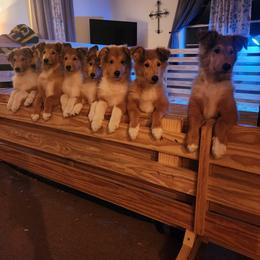 Collie Puppies from Critter cottage