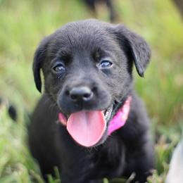Black Widow - Black female Labrador Retriever puppy in Morrilton, Arkansas from Ancient Dogges Performance Dogs
