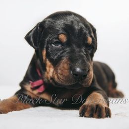 Doberman Pinscher Puppies from Black Star Dobermans