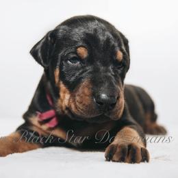 Doberman Pinscher Puppies from Black Star Dobermans