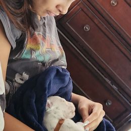 Dalmatian Puppies from America's Dalmatian Friends