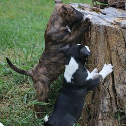 Miniature Bull Terrier Puppies from Penderosa Miniature Bull Terriers