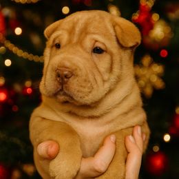 Tiny Red blue collar - Red fawn female Chinese Shar-Pei puppy in Rome, Pennsylvania from Maynard Hills Chinese Sharpeis
