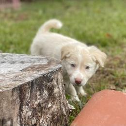 Border Collie Puppies from Collie Wood Hills