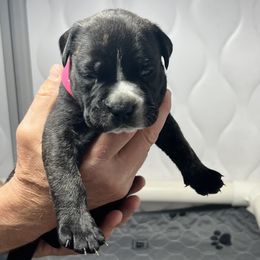 Bullmastiff Puppies from Fernandes’ Guardians Bullmastiff