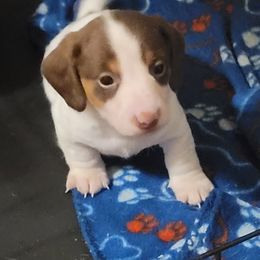 Dachshund Puppies from Puff n tuff farms