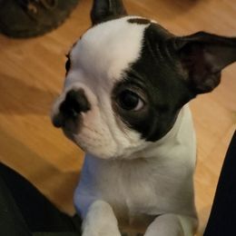 Boston Terrier Puppies from Big Sky Bostons