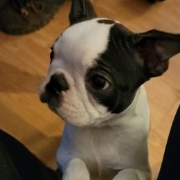 Boston Terrier Puppies from Big Sky Bostons