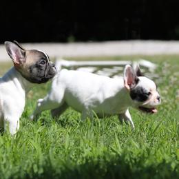 Red Collar - White and fawn male French Bulldog puppy in Wichita, Kansas from Phantasticus French Bulldogs