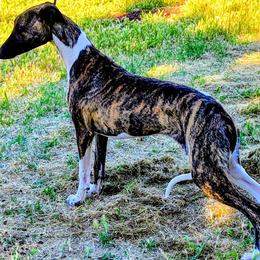 Whippet puppies from Amulet Charm