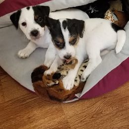 Jack Russell Terrier Puppies from Hidden Acres Working Jack Russell Terriers