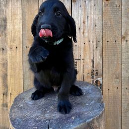 Hiccup (turquoise) - Black male Flat-Coated Retriever puppy in Park Rapids, Minnesota from Catori