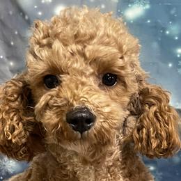 Peanut - Goldendoodle