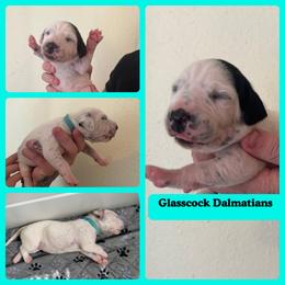 Dalmatian Puppies from Glasscock Dalmatians