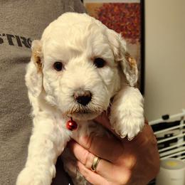Red collar Loula - Cream female Goldendoodle puppy in Fairmount, Indiana from Capens' Doodles,Poodles and Poo's