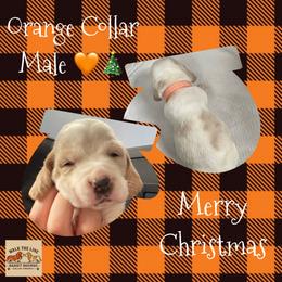 Orange Collar - Lemon and white male Basset Hound puppy in Callao, Virginia from Walk The Line Basset Hounds