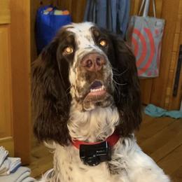 Zeke - English Springer Spaniel