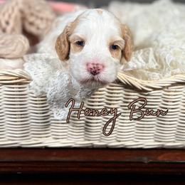 Honey Bun - Caramel cream male Australian Labradoodle puppy in Decatur, Alabama from Southern Meadows Doodles