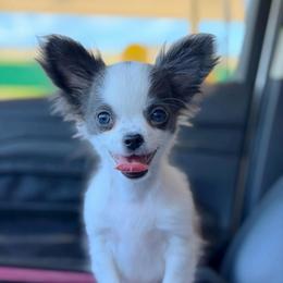 Peanut - Blue and white male Chihuahua puppy in Harrison, Michigan from Cloud9 Chihuahuas