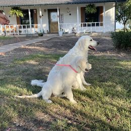 Golden Retriever All Grown Up from Amberidge Golden Retrievers