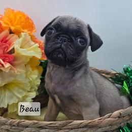 Beau - Fawn male Pug puppy in Olin, North Carolina from Piggy Pugs
