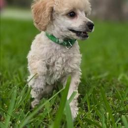 AKC Toy Poodle - Cream male Poodle puppy in Casselberry, Florida from McIntosh Toy Poodles