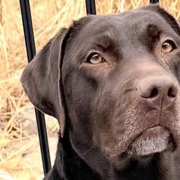 Lily - Labrador Retriever