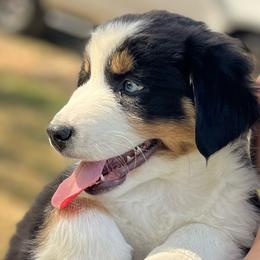 Mark Twain - Black tri-color male Australian Shepherd puppy in Lebanon, Oregon from Mt. Hope Aussies